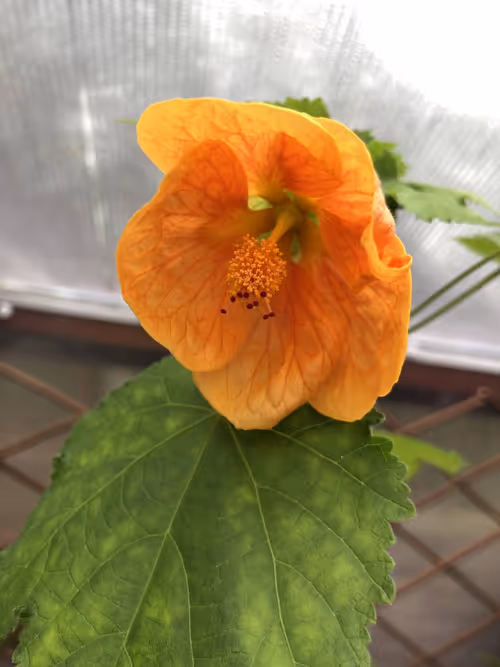 01 Abutilon 'marion'