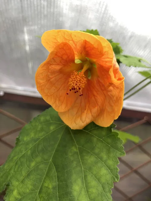 01 Abutilon "marion"