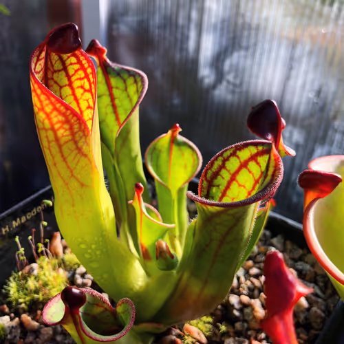 01 Heliamphora macdonaldae AW