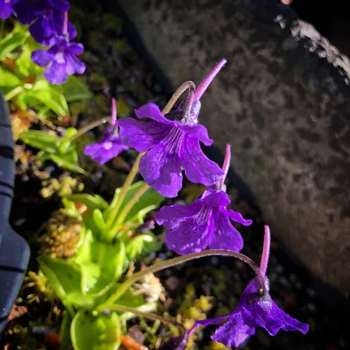 01 Pinguicula grandiflora