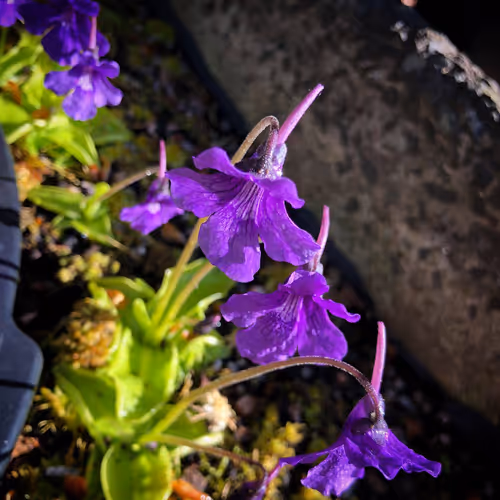 01 Pinguicula grandiflora