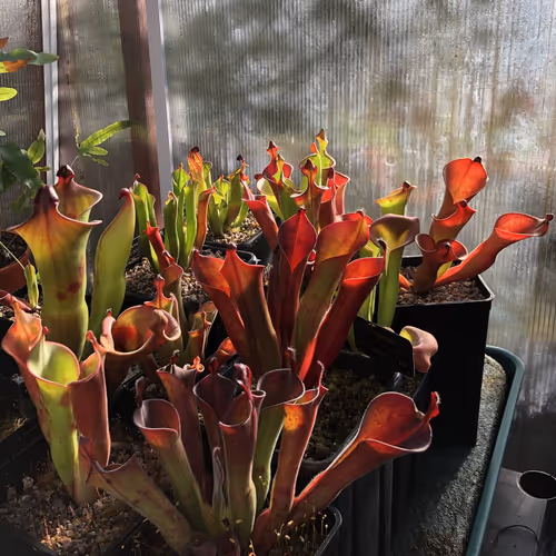 01 The Alba Exotics Heliamphora house