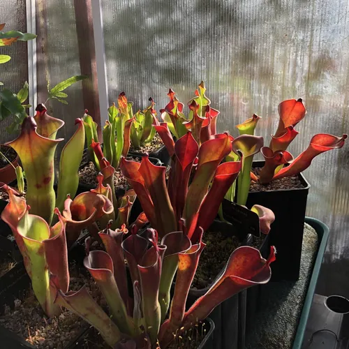 01 The Alba Exotics Heliamphora house