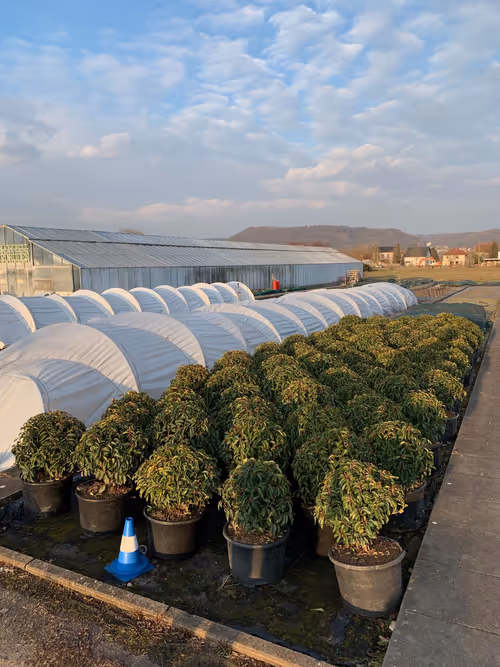 01. Christian's tropical greenhouse is next to his house, but his main nursery is down the road. Here he grows temperate carnivores in polytunnels, and also runs his primary business as a landscape gardener