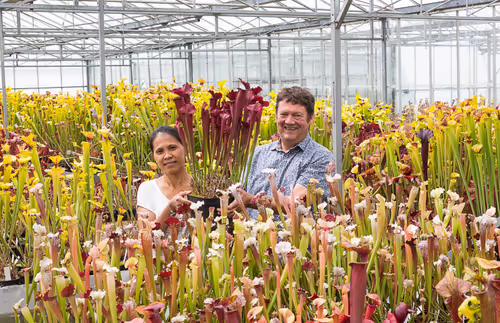 01. Matt and his wife Juthatip with Sarracenia cv. Juthatip Soper, a selected form of Sarracenia x mitchelliana