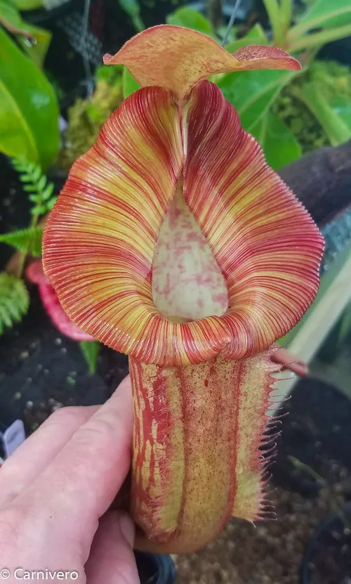 01. Nepenthes "Redonkulous", which is N. (Rokko Exotica x boschiana) x ({Rokko x [fusca X spectabilis]} X trusmadiensis)