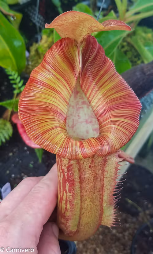 01. Nepenthes "Redonkulous", which is N. (Rokko Exotica x boschiana) x ({Rokko x [fusca X spectabilis]} X trusmadiensis)