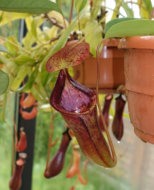 01. Nepenthes lowii x campanulata