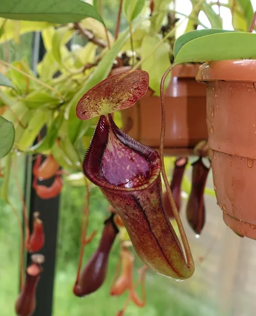 01. Nepenthes lowii x campanulata