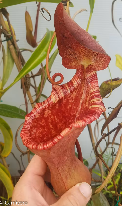01. Nepenthes lowii x ventricosa "EP" - giant (1 of 2)