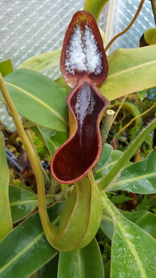 01. Nepenthes lowii