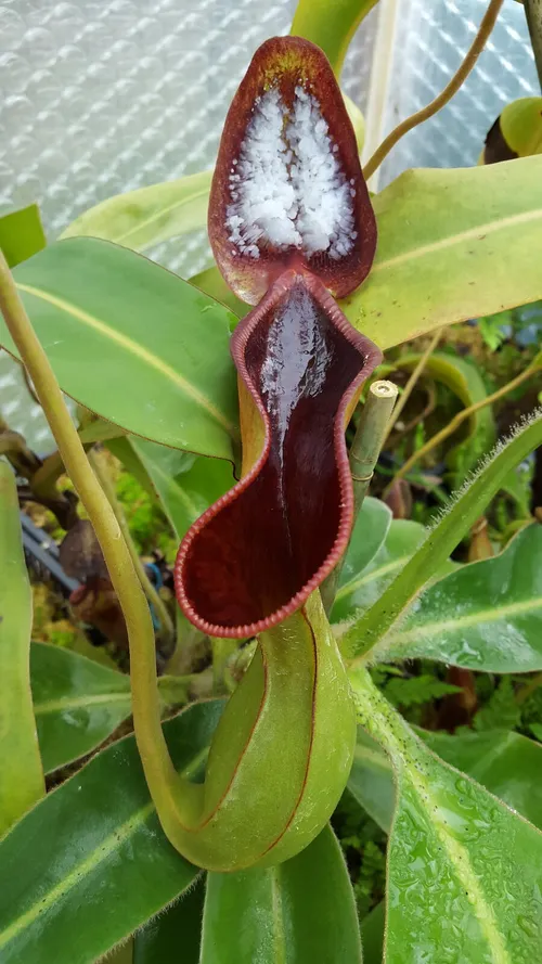 01. Nepenthes lowii