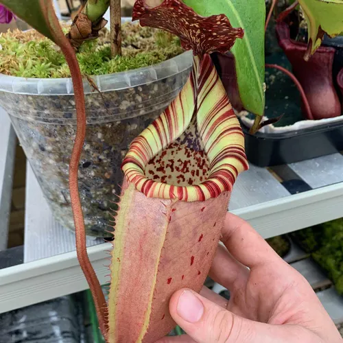 01. Nepenthes veitchii x burbidgeae (EP), grown by me