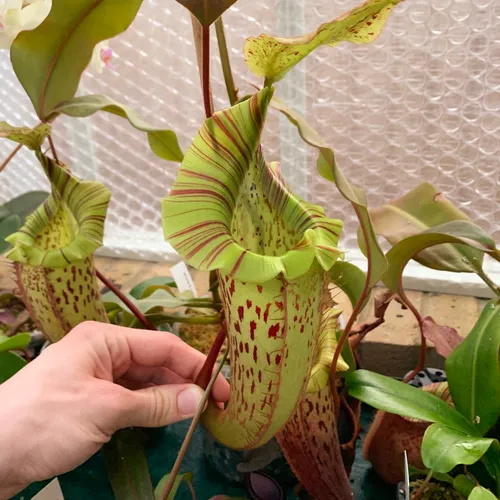 01. Nepenthes veitchii x platychila (BE).