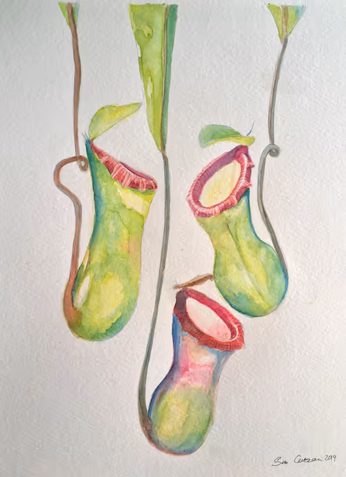 01. Nepenthes ventricosa painting by Siru Curzon