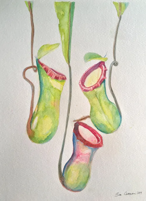 01. Nepenthes ventricosa painting by Siru Curzon