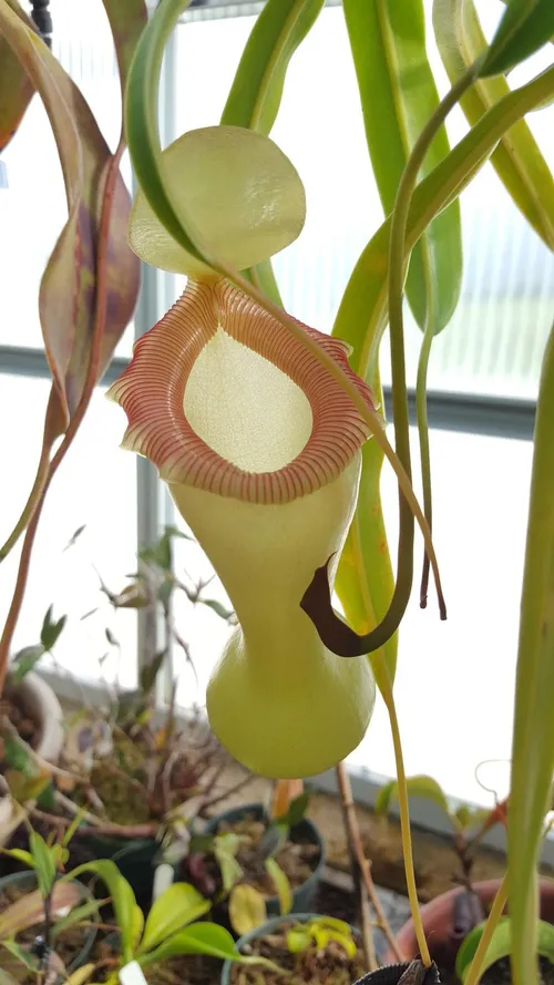 01. Nepenthes ventricosa porcelain