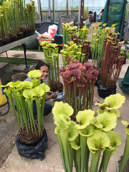 01. Preparation for the 2017 Chelsea Flower Show