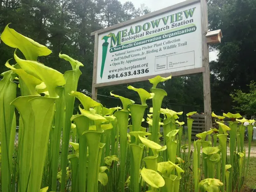 01. Sarracenia flava var maxima in front of the Meadowview sign