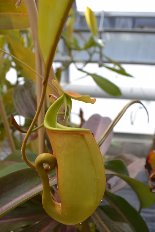 01. Stepping into the considerably warmer intermediate and lowland areas, the first plant I spotted was Nepenthes bicalcarata, with distinctive fangs and thickly coiled tendril