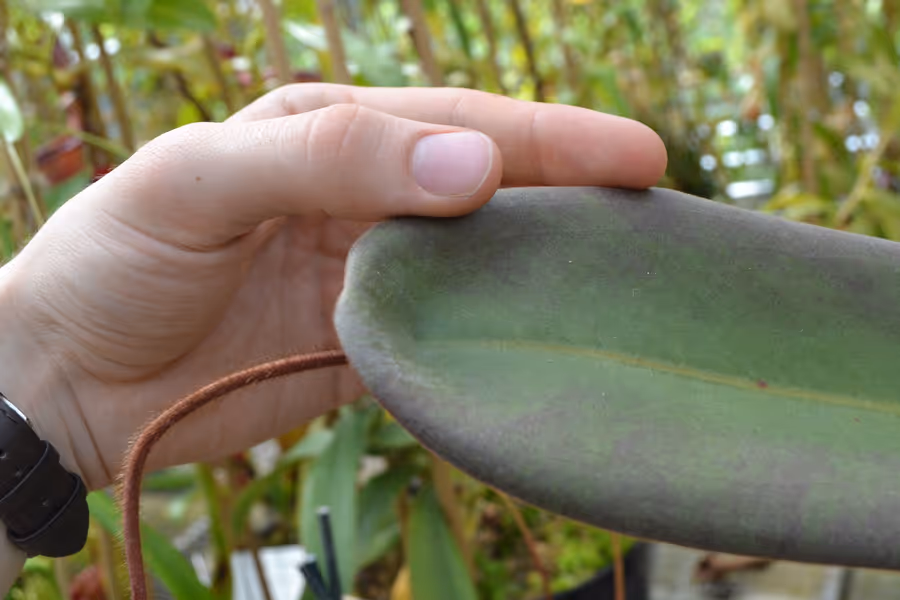 Nepenthes peltata: The peltate tendril insertion on N. peltata