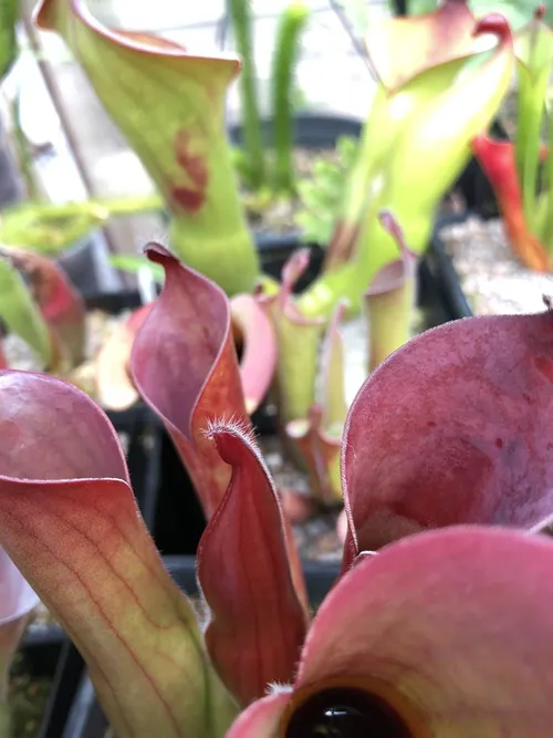 02 Heliamphora ceracea AW