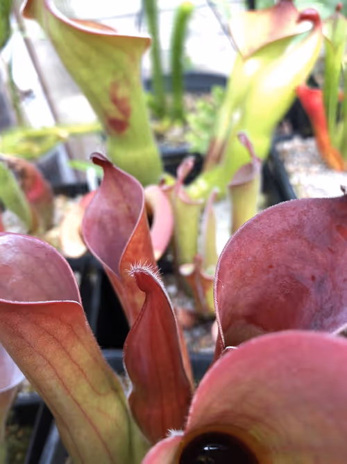 02 Heliamphora ceracea AW