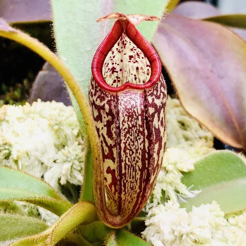 02 Nepenthes aristolochioides x burbidgeae