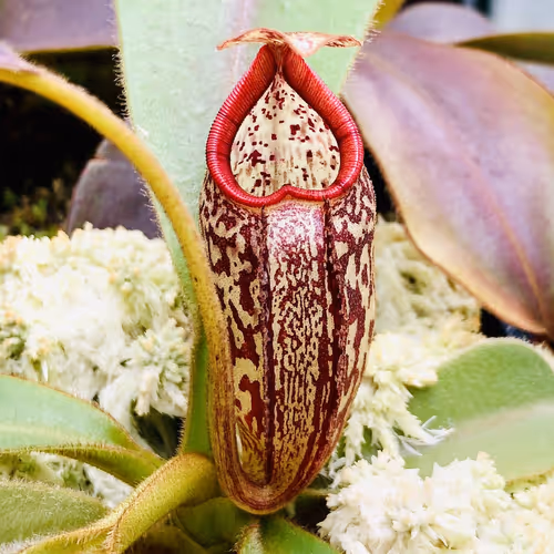 02 Nepenthes aristolochioides x burbidgeae