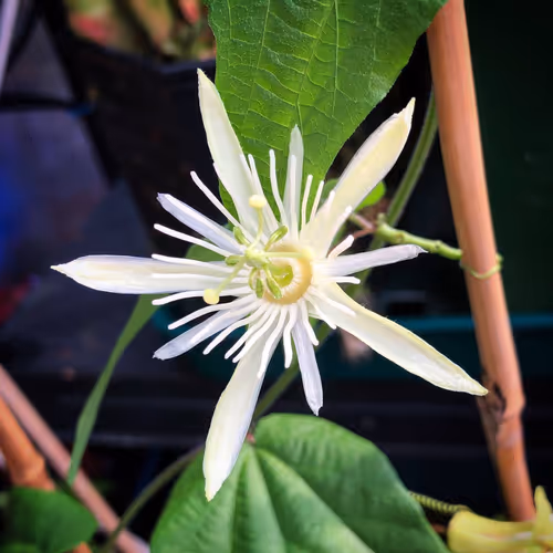02 Passiflora capsularis