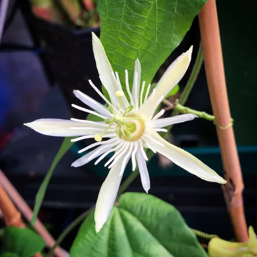 02 Passiflora capsularis