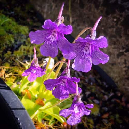 02 Pinguicula grandiflora
