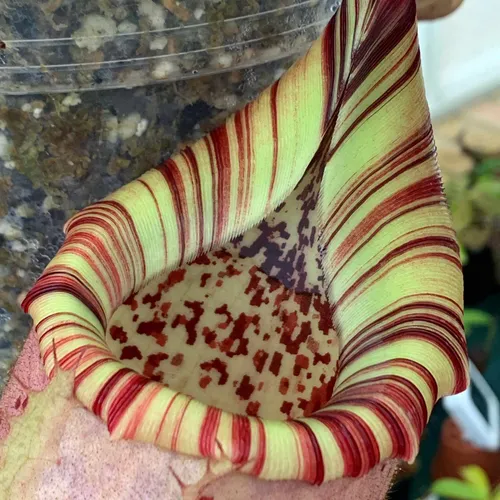 02. Incredible colour on the peristome of N. veitchii x burbidgeae (EP).