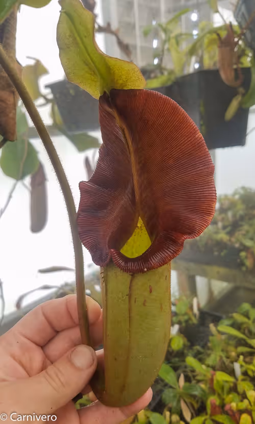 02. Nepenthes 'Whisper', from Leilani Hapua Nepenthes Nursery