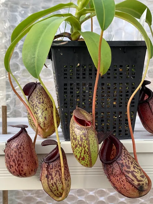 02. Nepenthes aristolochioides x burkei (BE).