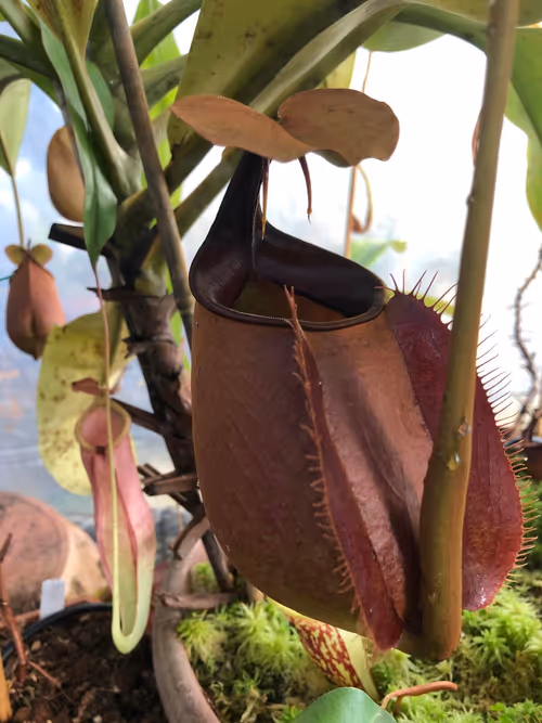 02. Nepenthes bicalcarata