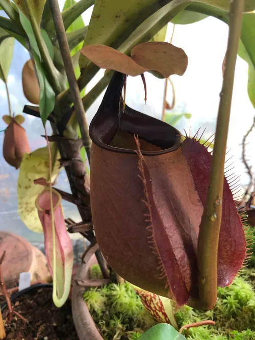 02. Nepenthes bicalcarata