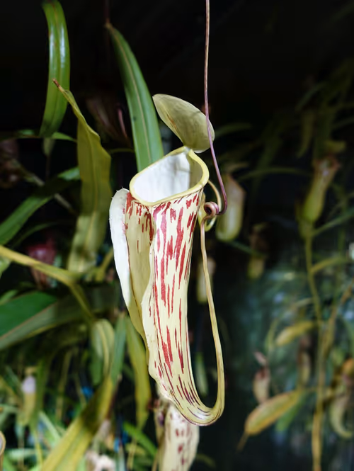 02. Nepenthes glabrata upper, about 15cm tall