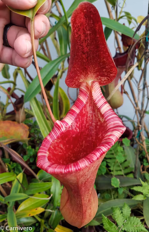 02. Nepenthes lowii x ventricosa "EP" - giant (2 of 2)