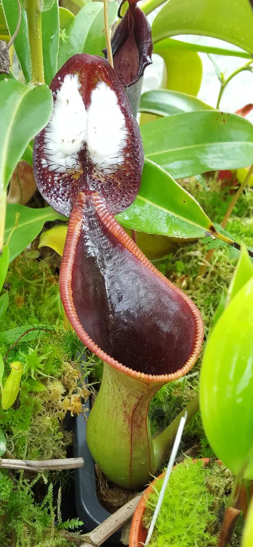 02. Nepenthes lowii