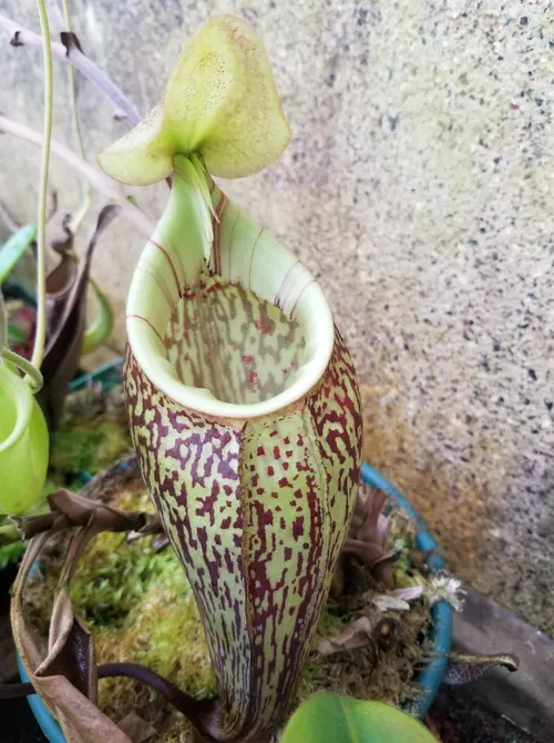 02. Nepenthes macfarlanei