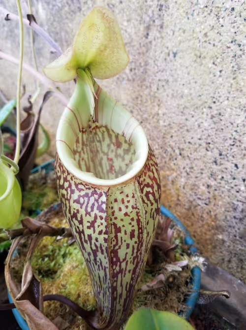 02. Nepenthes macfarlanei