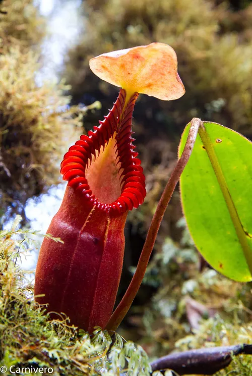 02. Nepenthes macrophylla from Trusmadi, photographed by Drew.