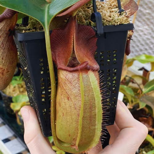 02. Nepenthes robcantleyi enjoying its hanging basket