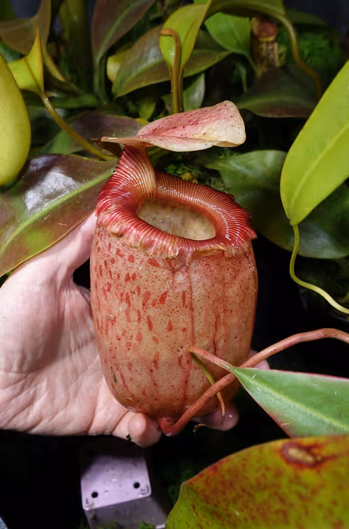 02. Nepenthes sibuyanensis