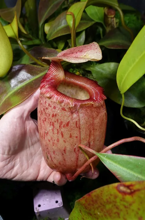 02. Nepenthes sibuyanensis