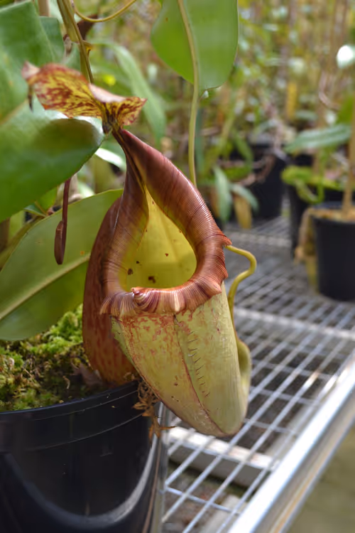 02. Nepenthes x Tiveyi (N. veitchii 'striped' x N. maxima 'superba')