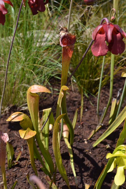 02. Sarracenia jonesii
