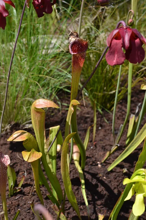 02. Sarracenia jonesii