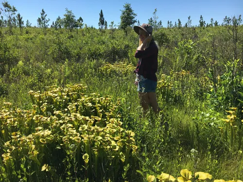 02. Siru at the Joseph Pines Preserve